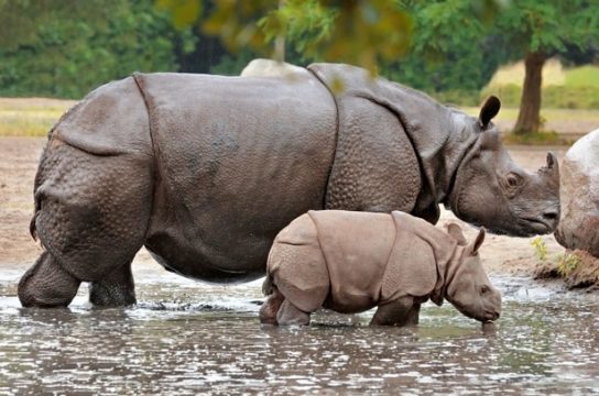 Рацион питания носорогов