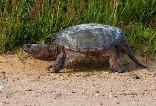 как долго живут каймановые черепахи