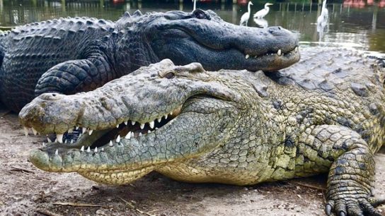 популяция нильских крокодилов