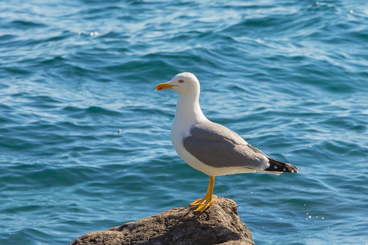 Название морских птиц. Морские водоплавающие птицы Крыма. Альбатрос Анапа птица. Средиземноморская Чайка. Белоголовая Чайка.