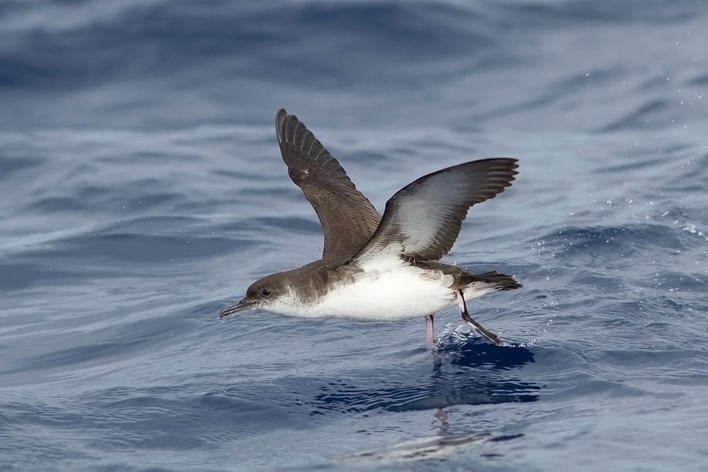 Буревестник малый (Puffinus Puffinus)