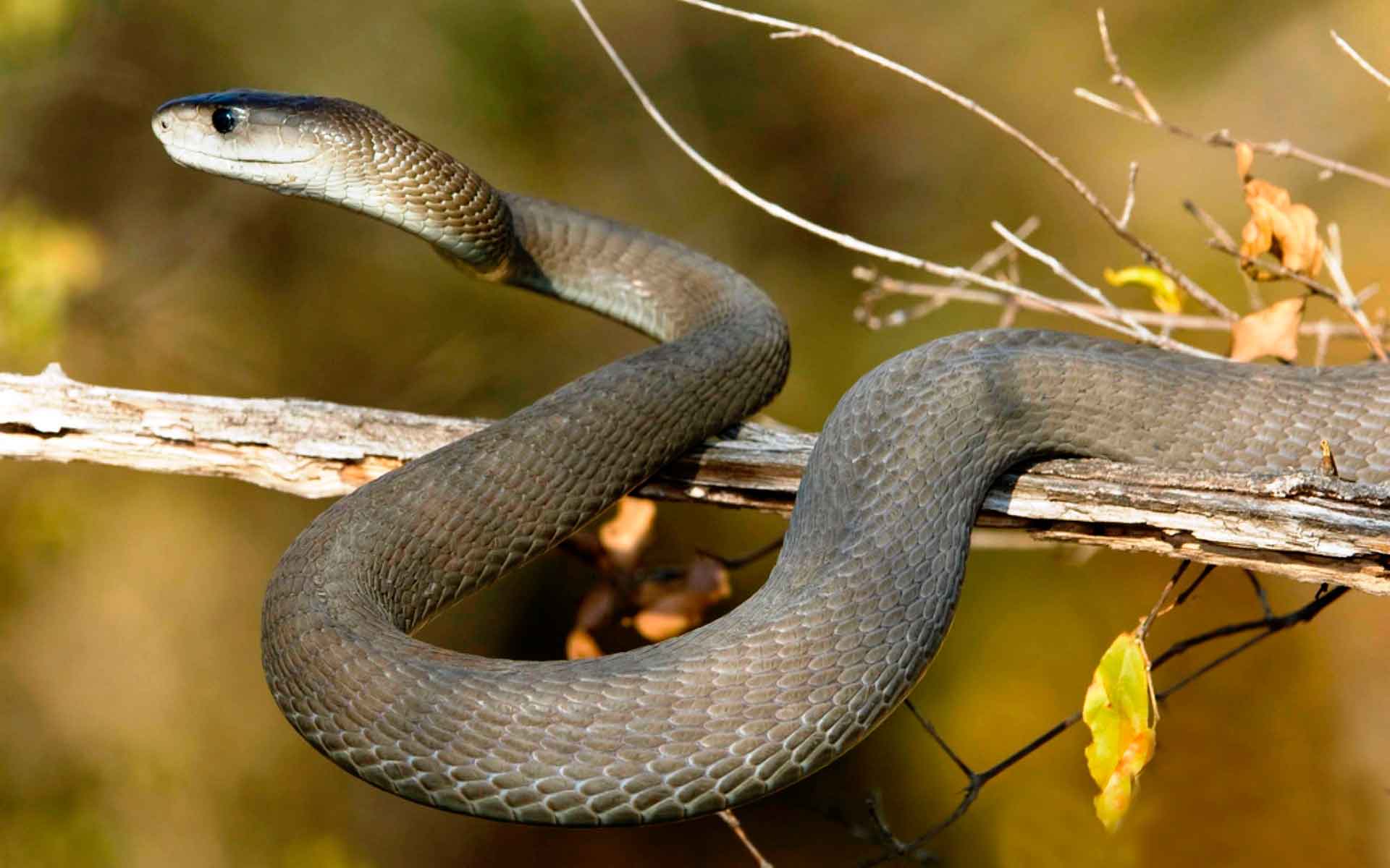 Змеи тверской области фото и описание