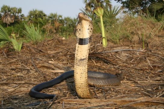 Лесная кобра