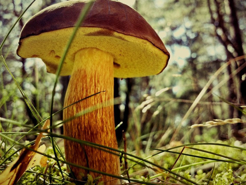 Грибы и ложные грибы фото
