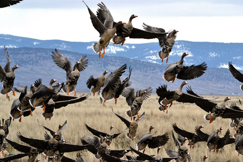Виды диких гусей в россии фото и названия