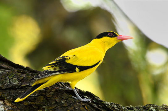 Иволга – фото и описание птицы, слушать пение, отличие самки от самца