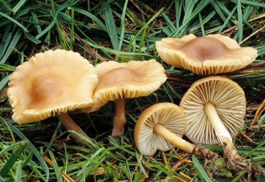 Грибы на лугу: ищем луговые грибочки