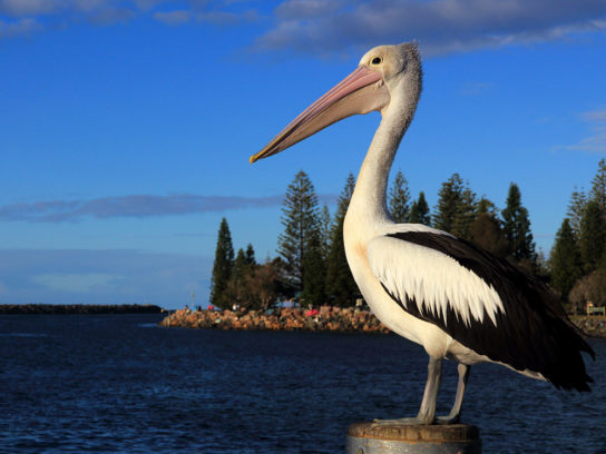 Пеликан – фото и описание птицы, где обитает и чем питается, картинки