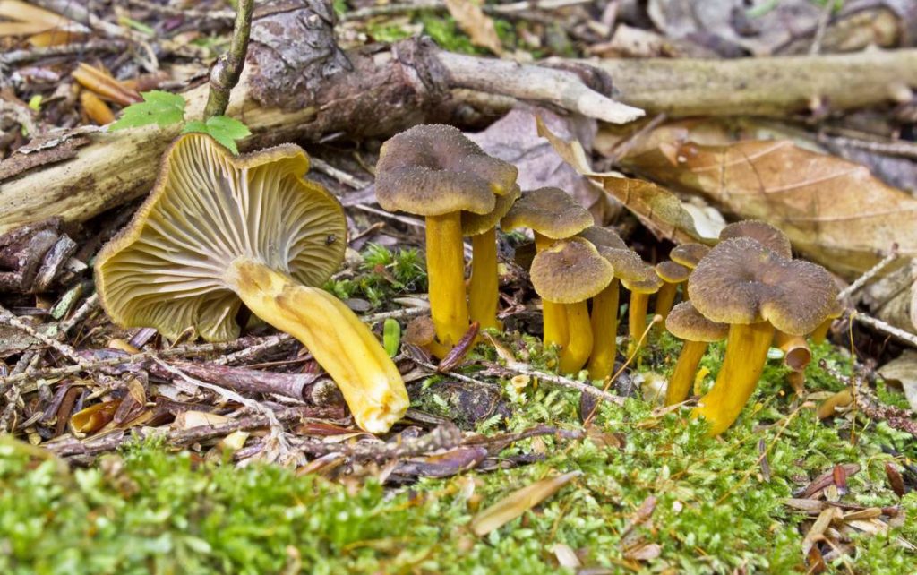 майский гриб фото и описание где растет