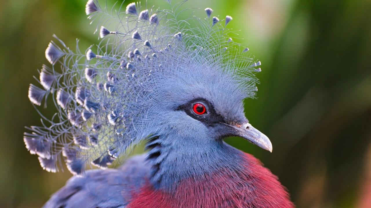 Птица с хохолком на голове в нижегородской области фото