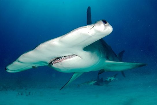 Фото акулы-молота