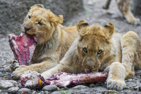 Как едят львы