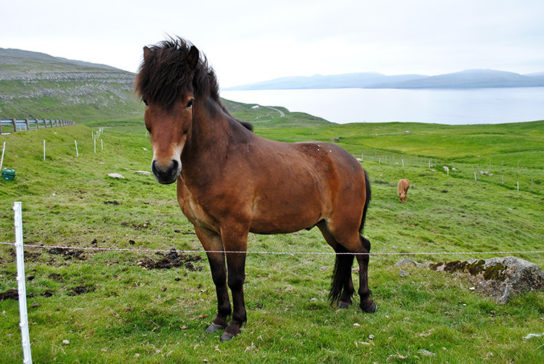 Фарерский конь