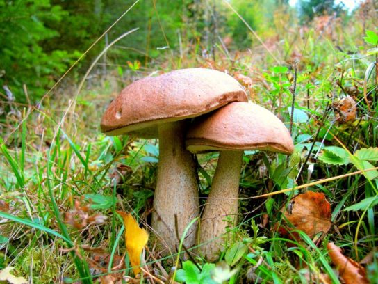 Какие грибы собирать в горах