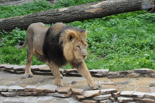 фото азиатского льва