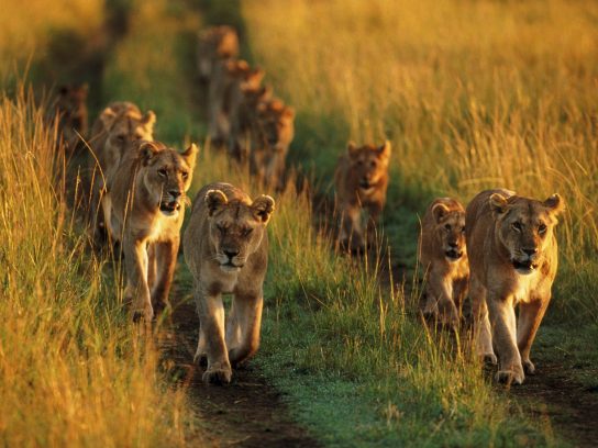 популяция львов
