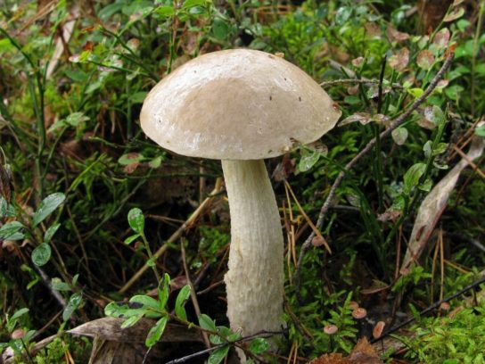 Какие грибы собирать на болоте