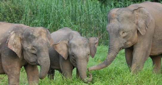 Слон острова Борнеа - Elephas maximus borneensis