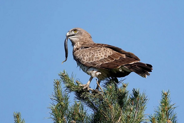Хищные птицы челябинской области фото и название