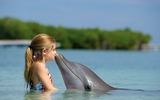 Амазонские Дельфины Фото С Названиями И Описанием