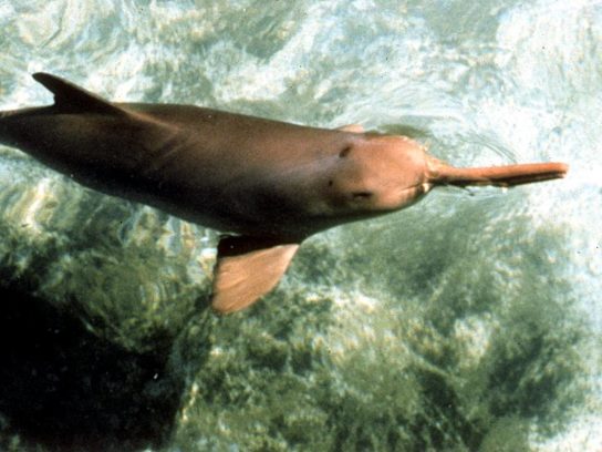 Дельфин Ла-Платы Pontoporia blainvillei