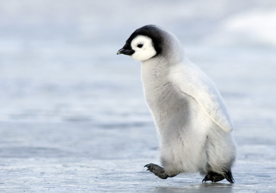 Детеныш пингвина