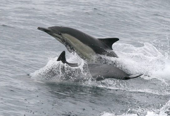 Внешний вид длинномордого дельфина