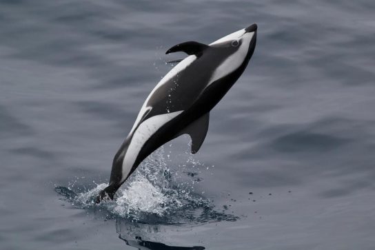  Почему киты и дельфины млекопитающие- картинка 2
