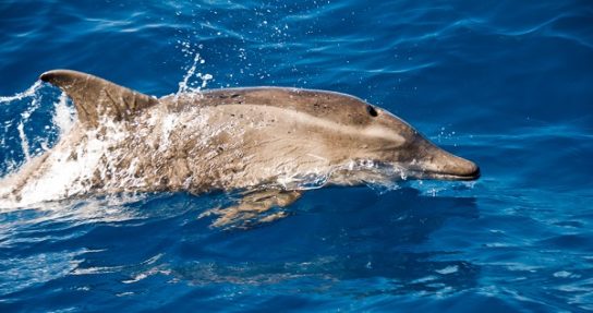 Крупнозубый дельфин Steno bredanensis