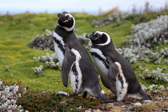 Фото магеллановых пингвинов
