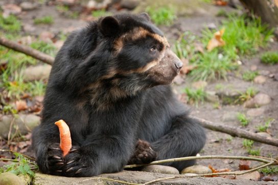 что едят андские медведи