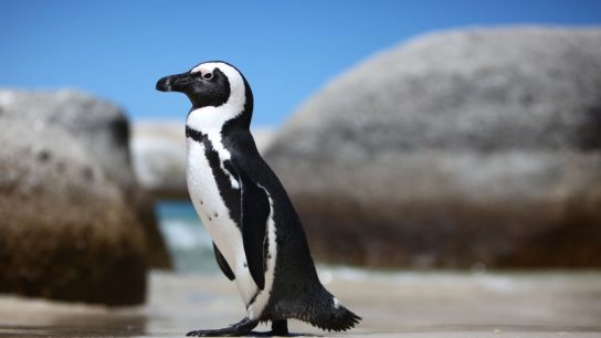 Внешний вид очкового пингвина