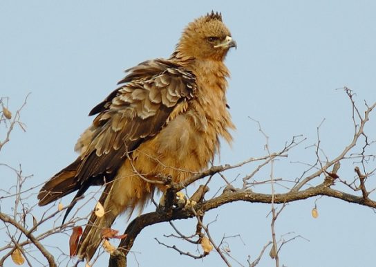 Серебристый орел Aquila wahlbergi