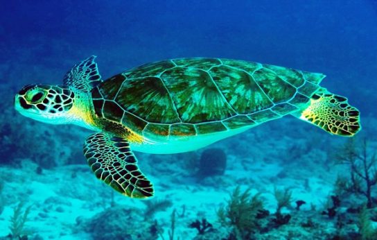 Сколько лет живут морские черепахи