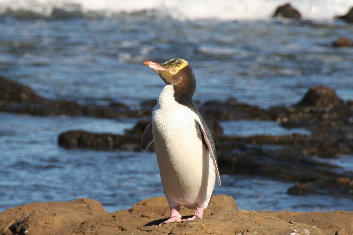 пингвины новой зеландии