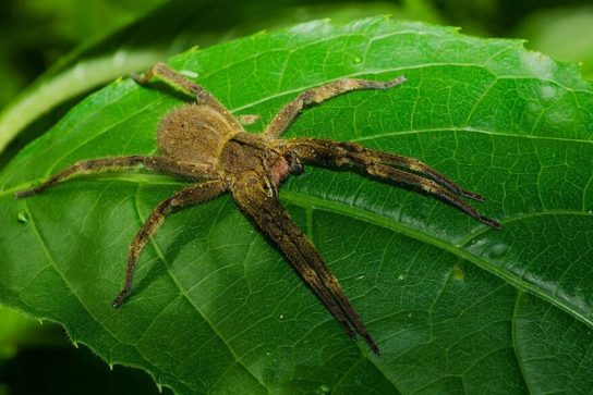 Где обитает бразильский блуждающий паук