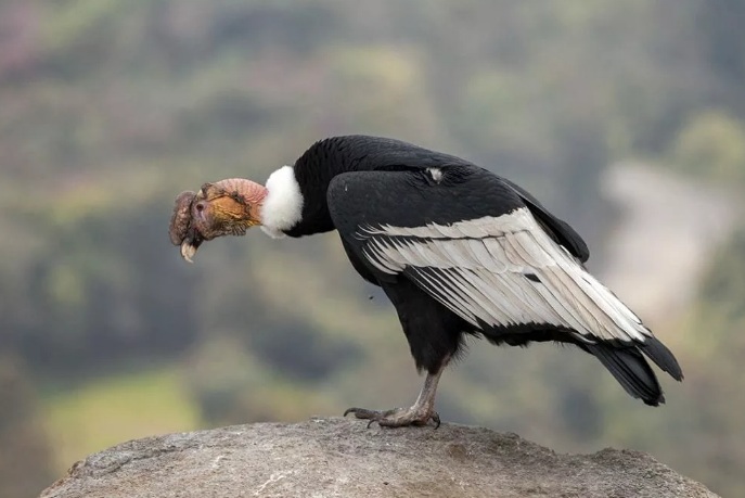 Кондор птица фото и описание размеры