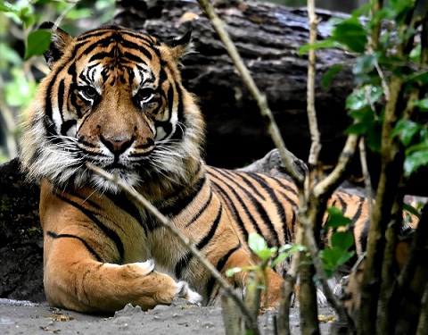 malaiskiy tigr