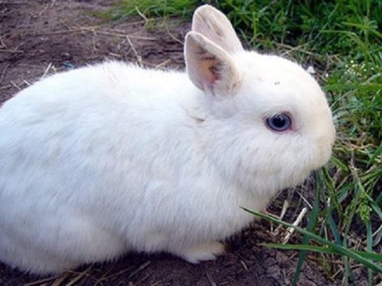 Польский кролик
