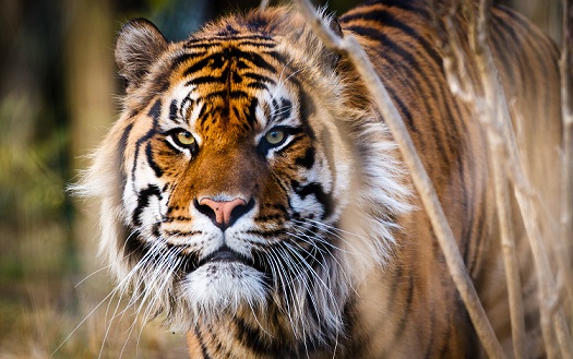 Фото суматранского тигра