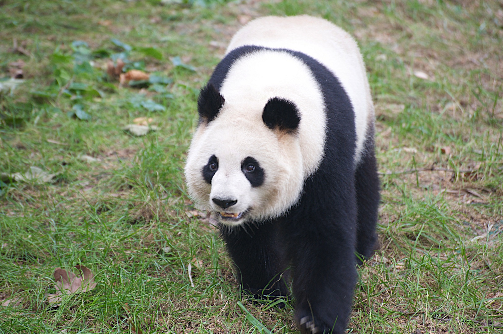 Большая Панда (Ailuropoda melanoleuca).. Большая Панда или бамбуковый медведь. Большая красная Панда. Ailuropoda wulingshanensis. Большая панда медведь