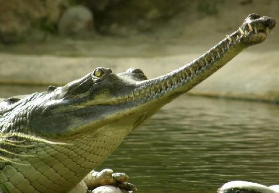 чем питается гавиаловый крокодил