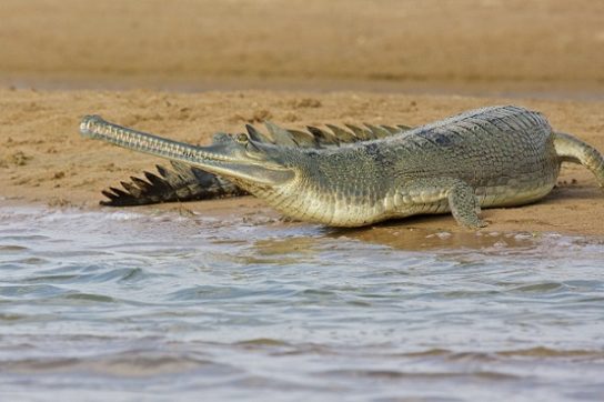 гавиаловый крокодил - фото