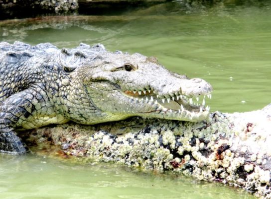 крокодил Мореле