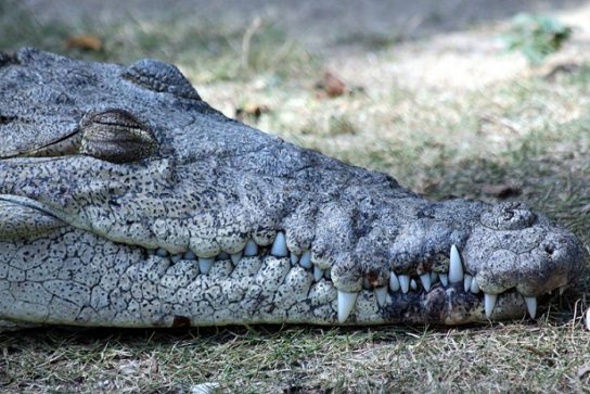 чем питается острорылый крокодил