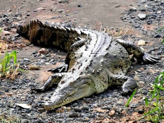 Острорылый американский крокодил