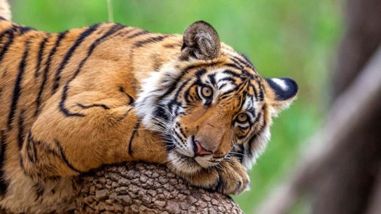 описание бенгальского тигра