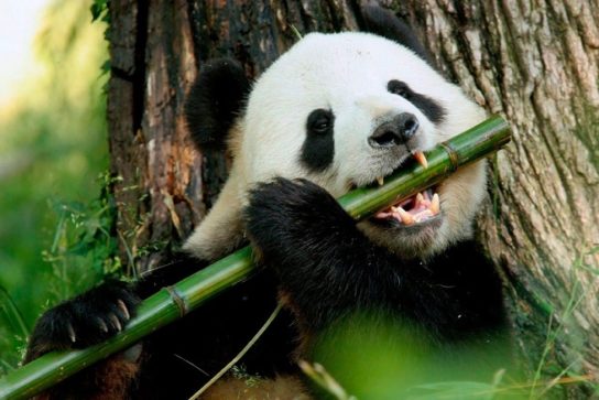 бамбук - любимая еда панды