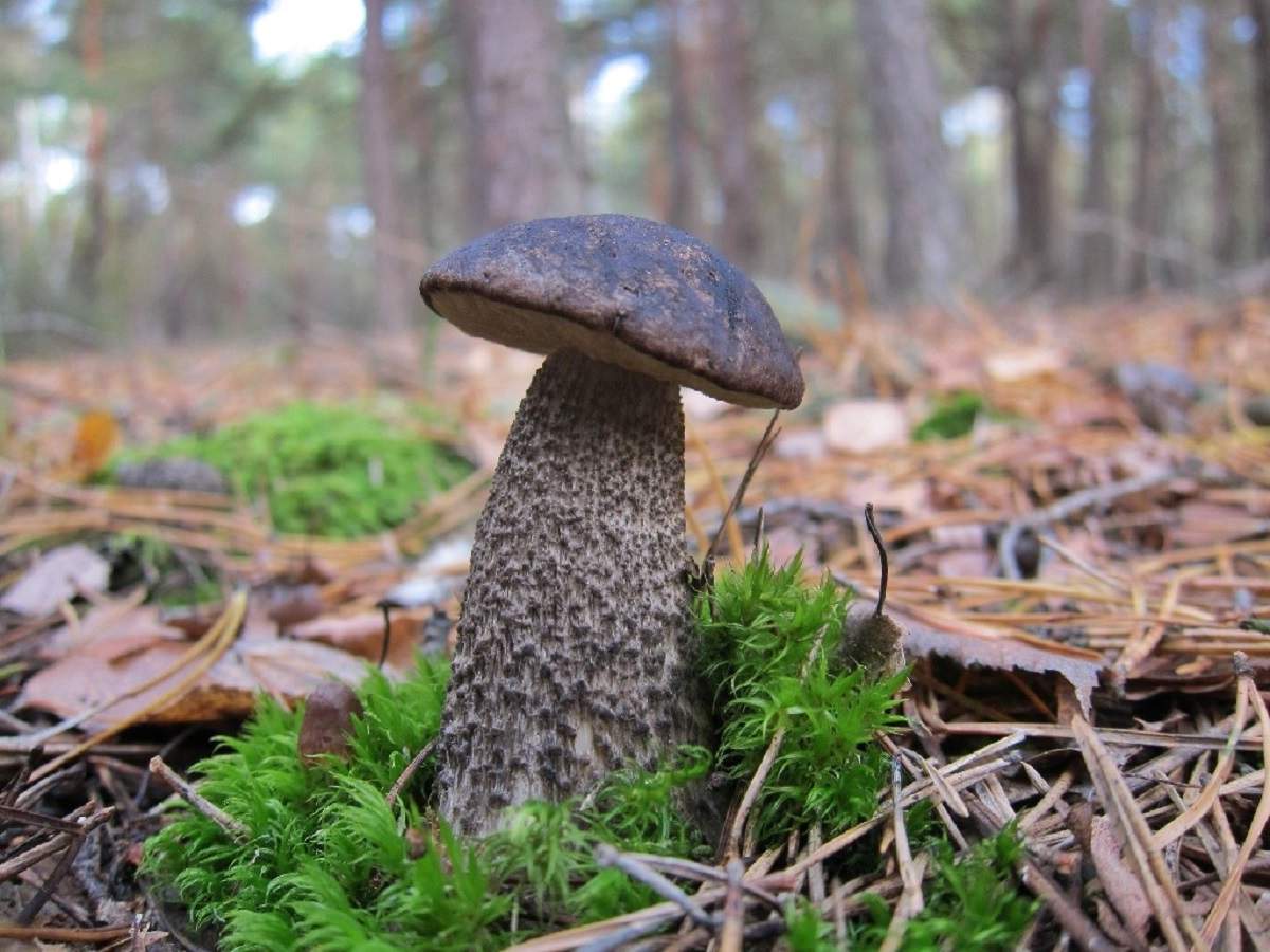 Съедобные грибы ленинградской области фото с названиями