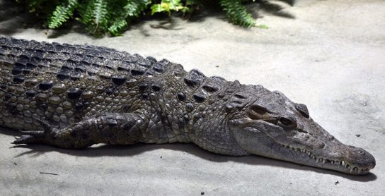 Виды Крокодилов Фото